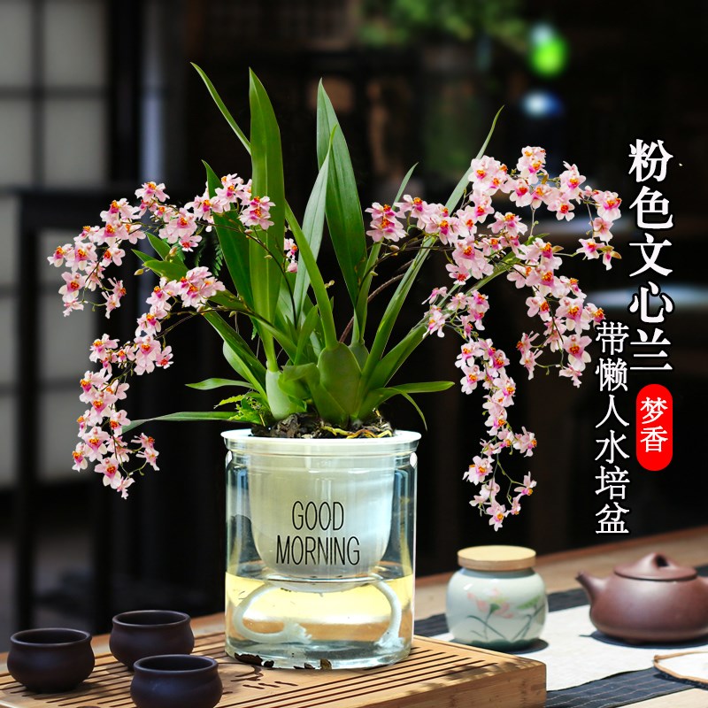 色香水文心兰花苗梦香现带花苞水培室内好养花卉小盆栽绿植客厅
