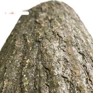 实木树墩天然树桩木墩松树柳树墩木敦子凳木头木根木头桩