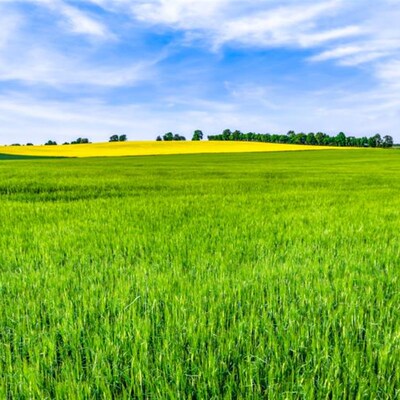 牛群羊群草原牧场蒙古包定制环保晰D蓝天白云草原草地延伸壁画