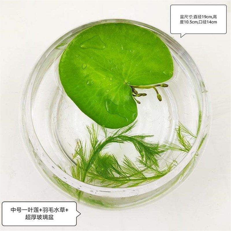 一叶莲无土水生水培植物水生水养鱼池碗莲盆盆栽莲花水养池塘水生,鲜花速递/花卉仿真/绿植园艺,红掌/凤梨/温室花卉,淘宝优惠券,粉丝福利购,淘宝优惠卷