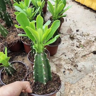 霸王鞭盆栽 龙骨 仙人柱 金刚杵 量天尺 刺金刚植物盆栽