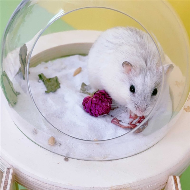 爱吉宠仓鼠太空舱浴室厕所两用洗澡浴盆尿盆尿沙盆浴沙房造景用品