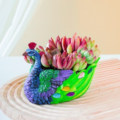 多肉植物室内盆栽大颗好养老桩大株带创意盆趣味桌面高端绿植花卉