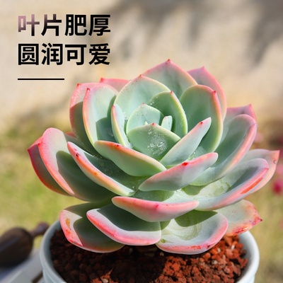白凤多肉植物稀有品种大颗好养大株罕见老桩超大石莲花卉肉肉盆栽