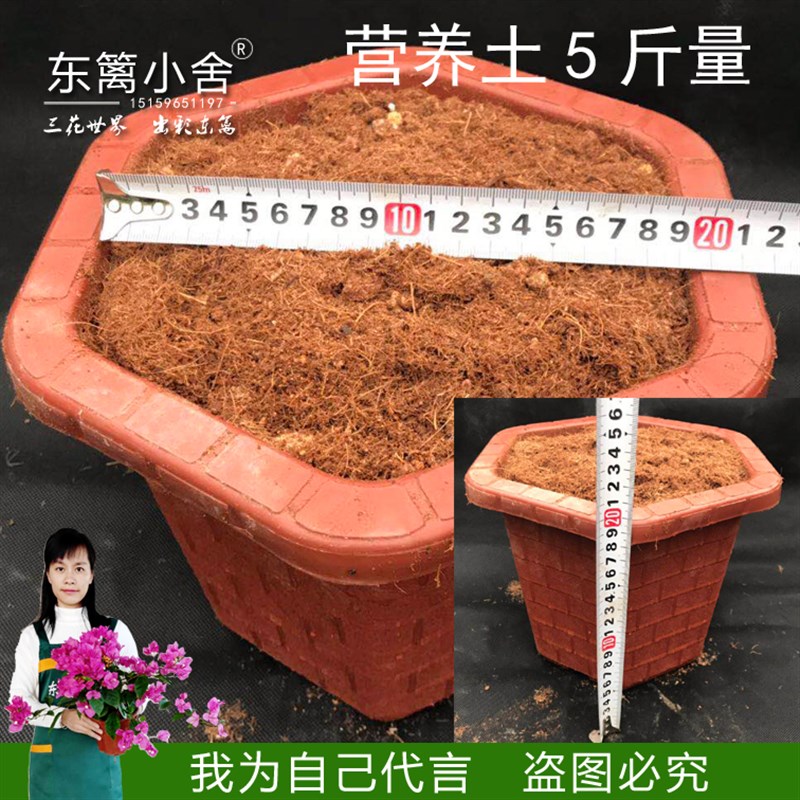 东篱小舍 扶桑三角梅专用种植土 纯椰糠 氮磷钾复合肥
