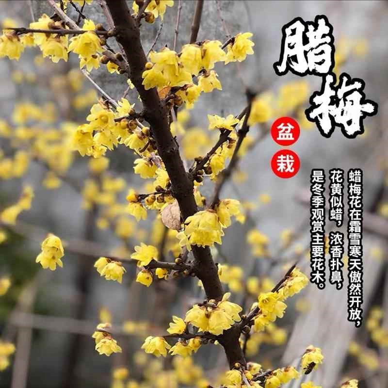 腊梅花树苗盆栽室内外老桩梅花盆景庭院耐寒花卉植物浓香素心腊梅