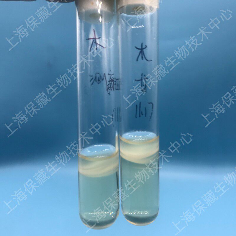 木醋杆菌冻干粉产纤维素膜醋酸液体培养基度静置培养