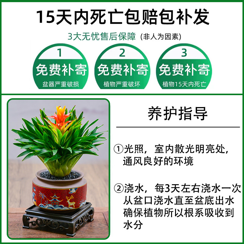 招财手鸿运当头盆栽办公室净化空气养花卉植物四季花国风招财