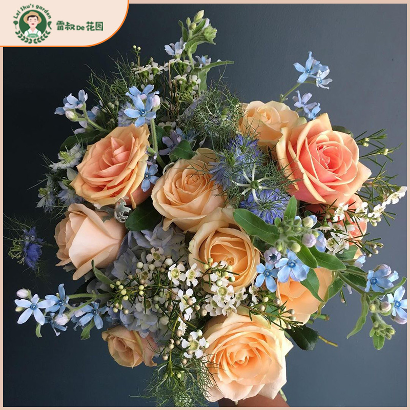 雷叔的花园蜜桃雪山月季花苗盆栽四季开花特大花灌木阳台庭院玫瑰