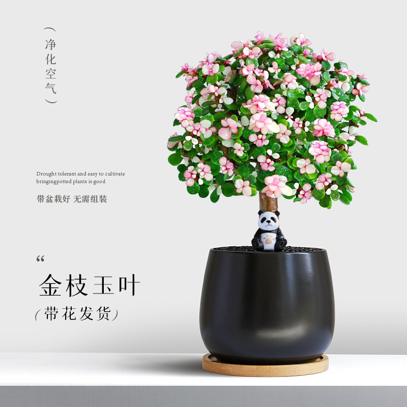金枝玉叶盆栽室内绿植老桩棒棒糖造型肉肉花卉好养耐旱多肉植物