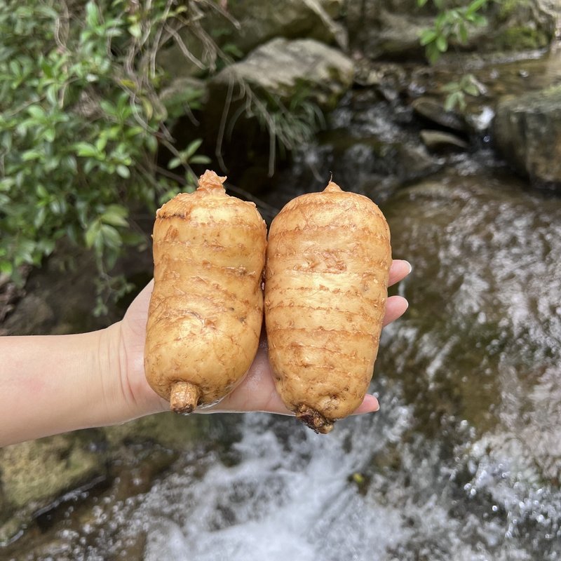 高山天麻2026新鲜现挖天麻神农架林下种植食材熬汤煲汤