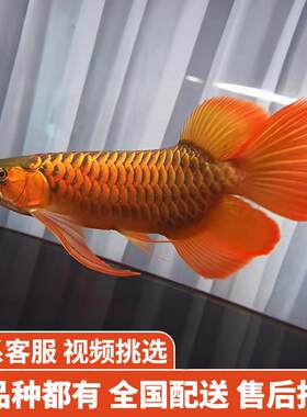 金龙鱼红龙鱼苗活体黄化银龙活鱼幼苗大型龙鱼幼鱼观赏鱼印尼小鱼