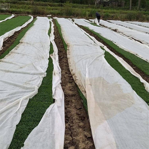 农用水稻育秧育苗纺布整卷草坪草籽茶园覆盖地膜保温保湿透气膜