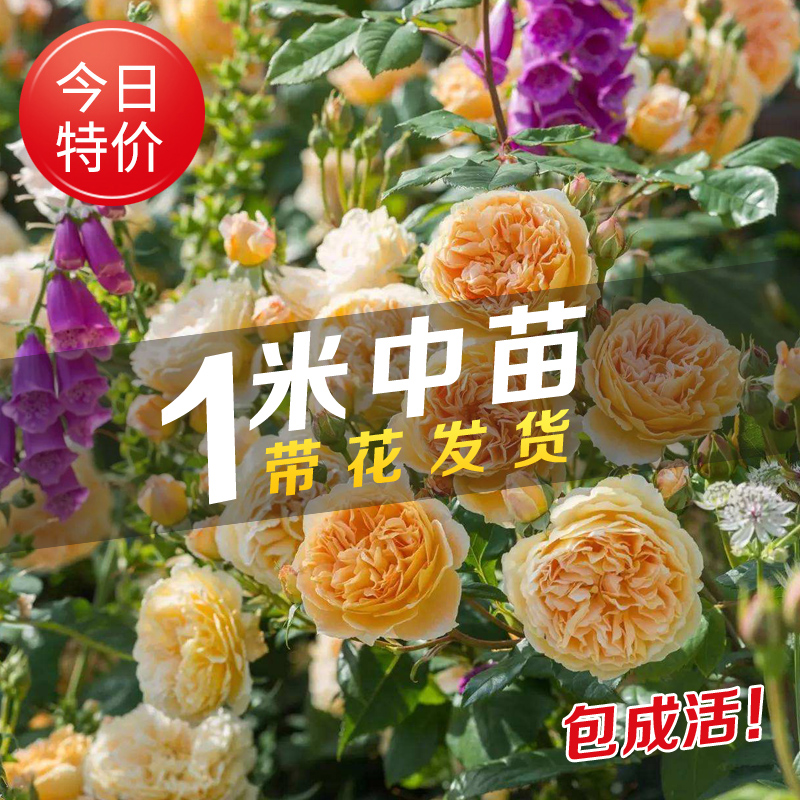 藤本月季盆栽蔷薇花苗爬藤四季开花玫瑰花苗花卉欧月大苗带花苞