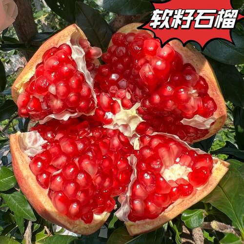 四川会理突尼斯软籽石榴水晶应季新鲜水果现摘现发坏果包赔