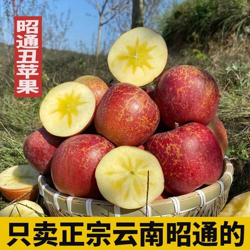 好安一2026年红露新果云南昭通高原丑苹果新鲜水果脆甜多汁