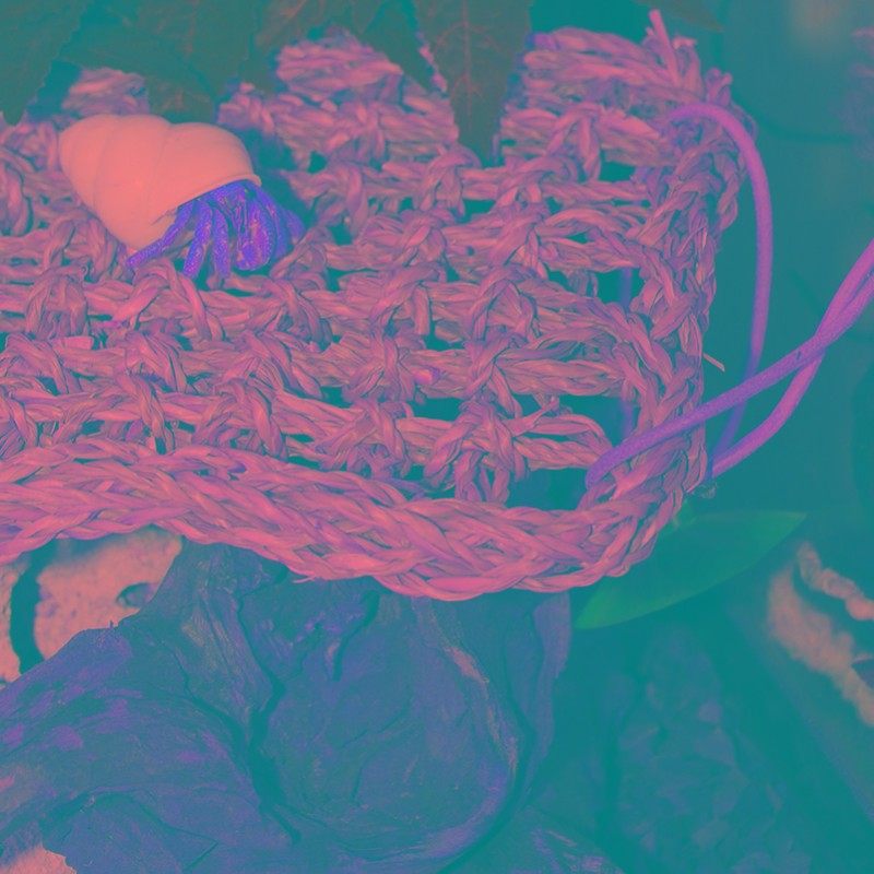 寄居蟹爬宠吊床天然手工艺术品变色龙睫角守宫饲养箱造景树栖爬虫,宠物/宠物食品及用品,蟹,淘宝优惠券,粉丝福利购,淘宝优惠卷