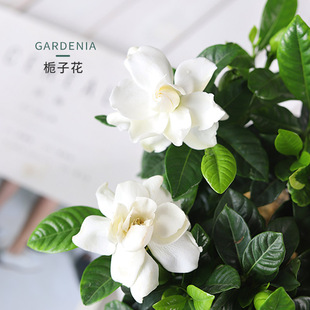 栀子花盆栽带花苞四季花卉盆栽植物室内观花植物枝枝花好养的花