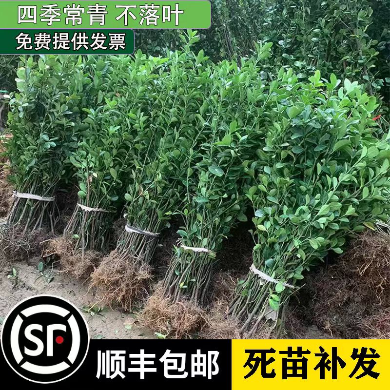 围墙篱笆植物大叶北海道黄杨苗冬青树苗四季常青耐寒庭院绿篱树苗
