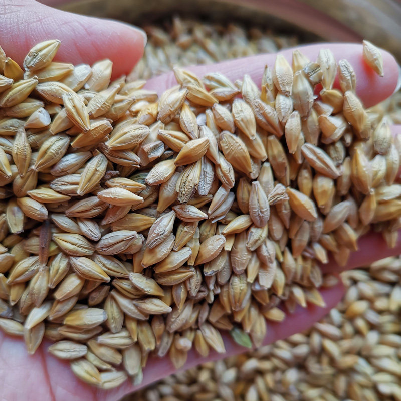 大麦带壳农家鸡鸭鹅饲料大麦粒发芽做麦芽糖鸽粮50斤装酿酒,宠物/宠物食品及用品,鸟零食,淘宝优惠券,粉丝福利购,淘宝优惠卷