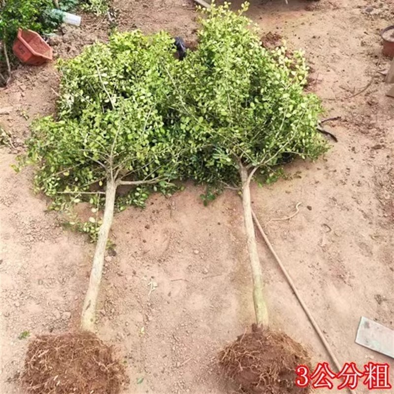 独杆黄杨树苗庭院别墅大型盆景四季常青耐寒绿化苗小叶瓜子黄杨苗