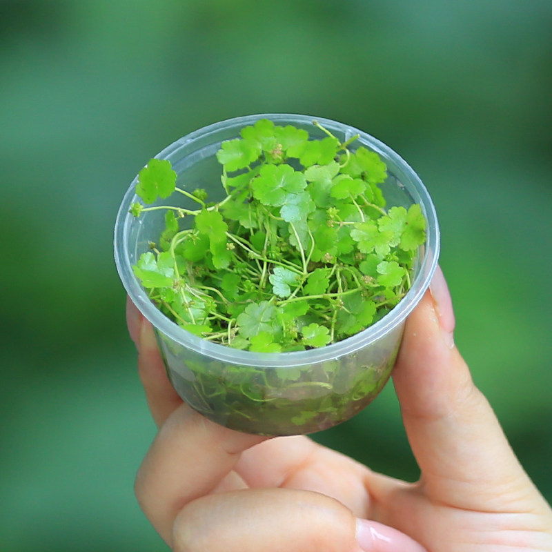 天胡荽天湖葵鱼缸造景绿植迷你创意盆栽水培植物室内观叶净化空气,鲜花速递/花卉仿真/绿植园艺,绿植,淘宝优惠券,粉丝福利购,淘宝优惠卷
