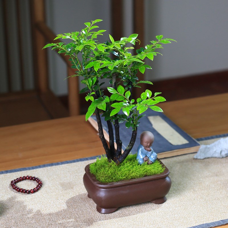 小叶紫檀老桩多枝植物桌面禅意绿植摆件四季常青绿植黑骨檀盆栽