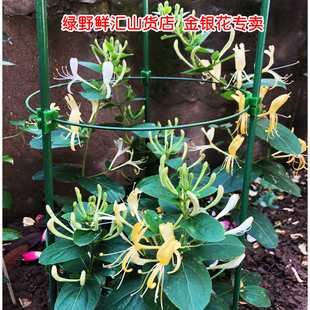 冬天不怕冻的花绿化金银花树苗盆栽爬藤植物庭院生长快四季花卉