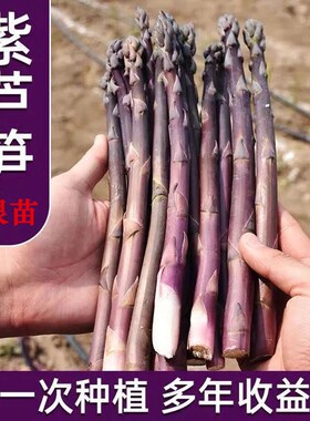 芦笋根苗紫色芦笋苗四季种植芦笋室内种植蔬菜三年种苗阳台盆栽苗