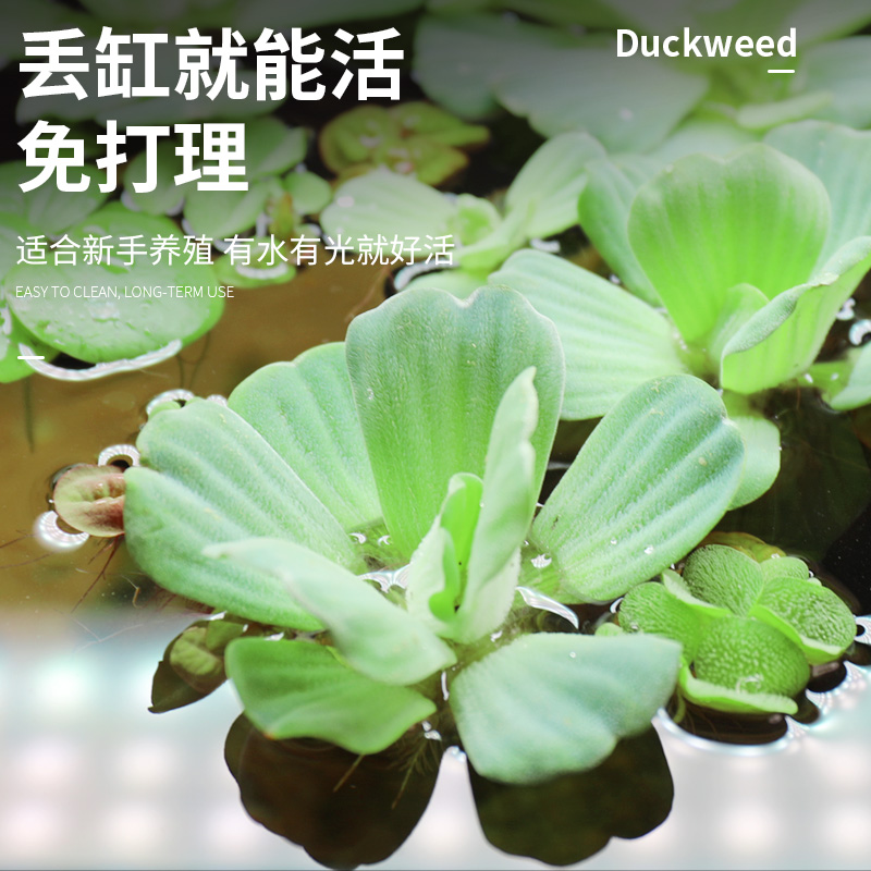 浮萍水草植物鱼缸造景水培植物和鱼共养冒泡一叶莲水芙蓉水葫芦