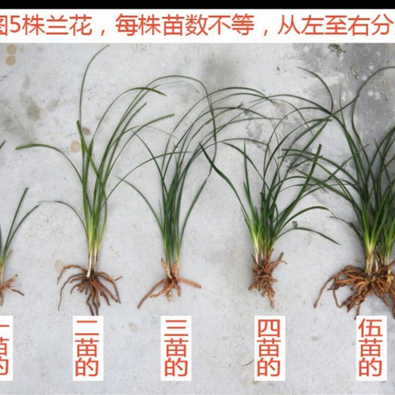 蜜蜂兰,兰花苗,按苗卖兰花苗蜜蜂兰蜜蜂兰多花,兰苗每苗的价