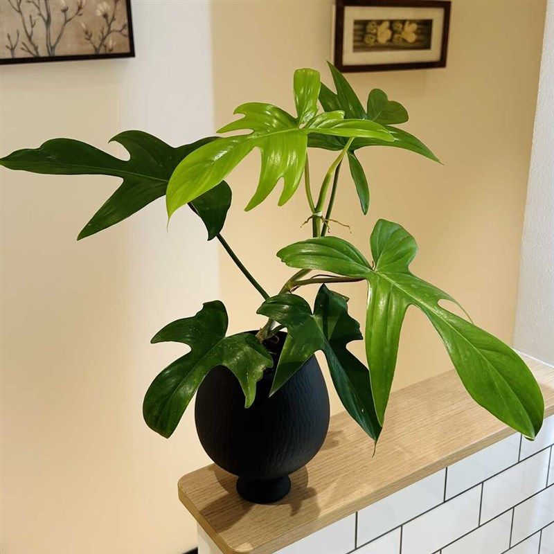 飞机蔓绿绒竹芋海芋绿萝盆栽盆景室内客厅办公室桌面观叶花卉绿植