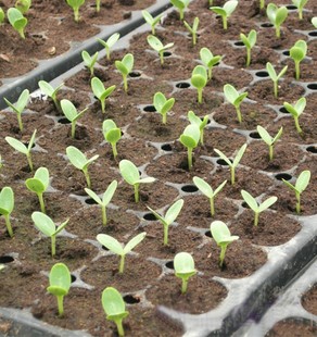 育苗穴盘 穴盆种菜育苗盒托盘箱番茄黄瓜草莓秧苗蔬菜50孔加厚