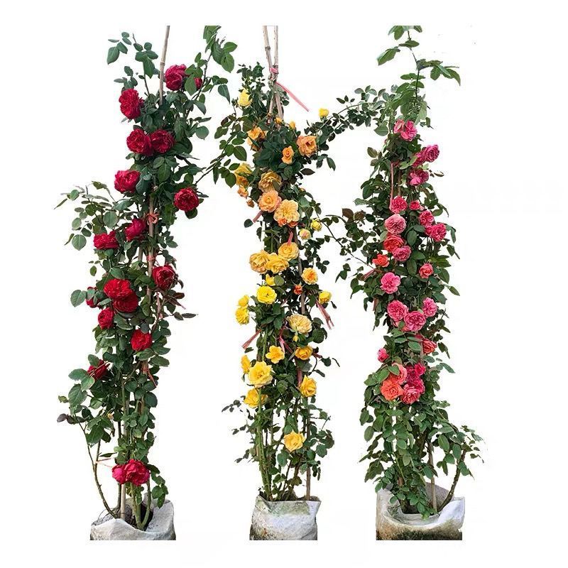 爬藤月季特大浓香蔷薇花苗庭院室内阳台植物花卉四季开花重瓣玫瑰