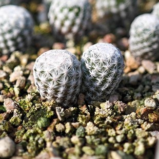 实生白鸟仙人球多肉植物乳突花卉绿植室内盆栽阳台四季 好养易活