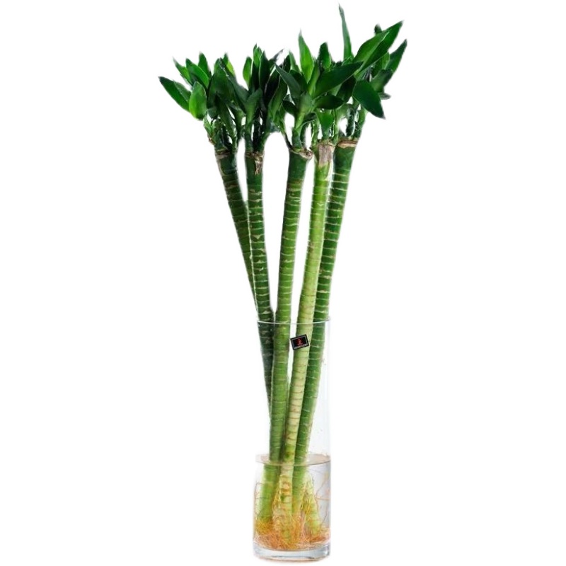 带跟龙竹观音竹发财竹转运竹富贵竹植物水养客厅招财绿植水培花卉