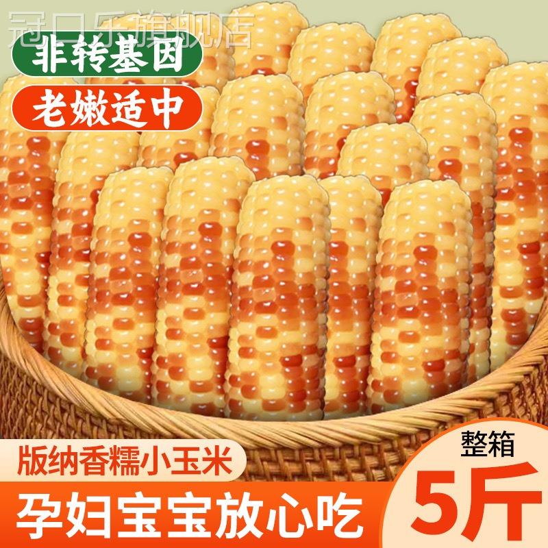 5斤 云南西双版纳香糯小玉米即食真空新鲜傣家甜糯玉米棒粗粮代餐