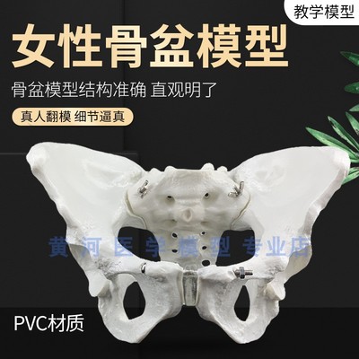 自然大女性骨盆标本模o型 髂骨坐骨耻骨演示模型 标准人体骨骼模