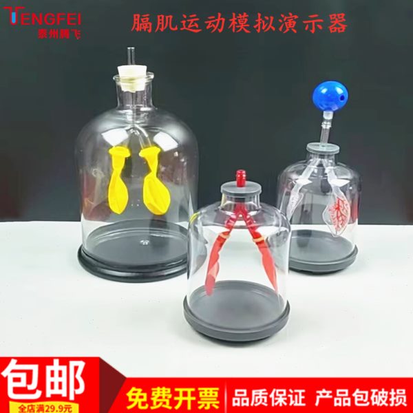 膈肌运动模拟器肺呼吸模型肺部工作原理大气压强生物教学仪器