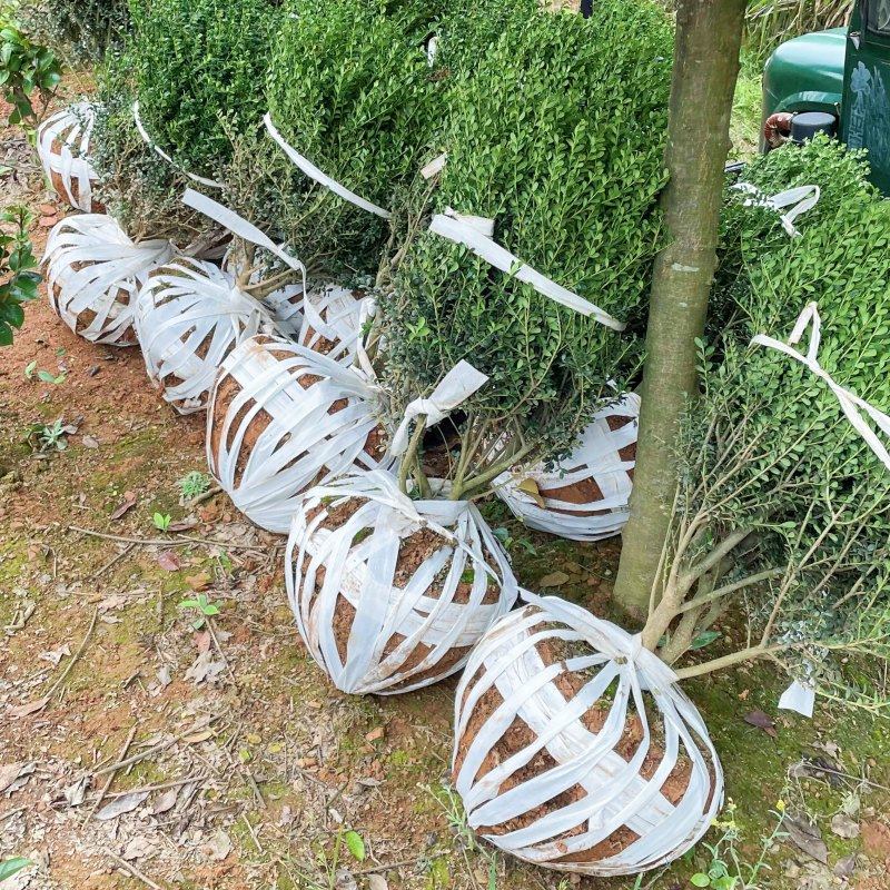 龟甲冬青球树苗冬青球庭院植物别墅绿化北方耐寒四季常青景观造型