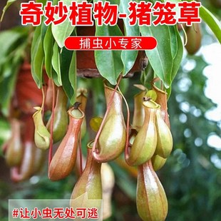 猪笼草捕蝇草大号盆栽阳台庭院食虫驱蚊植物室内趣味花卉绿植吊盆
