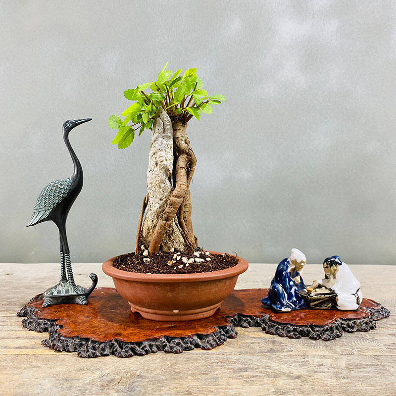 小叶榆树抱石微型盆景花卉植物室内花榔榆客厅办公室桌面绿植盆栽