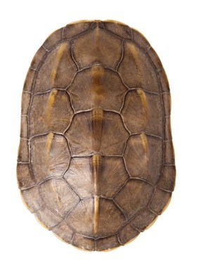 天然好运乌龟壳真龟甲文玩六爻摇卦工具乾隆铜钱算挂手把件摆件