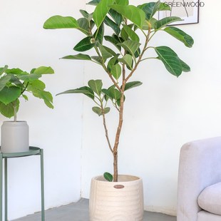 绿森 爱心榕盆栽 心叶榕北欧风网红绿植客厅办公室高山榕观叶植物