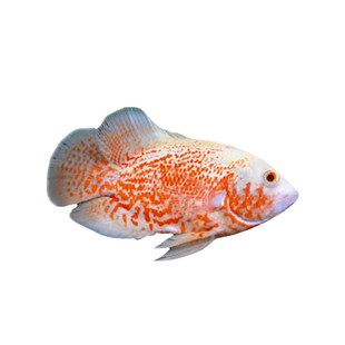 渔你有缘地图鱼观赏鱼火麒麟野黑白地图鱼苗热带观赏鱼专用饲料