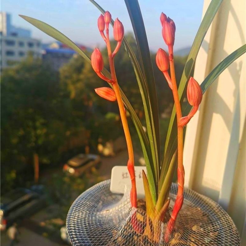 兰花苗浓香型【红草红荷】建兰名品红杆红花红荷盆景绿植花卉阳台
