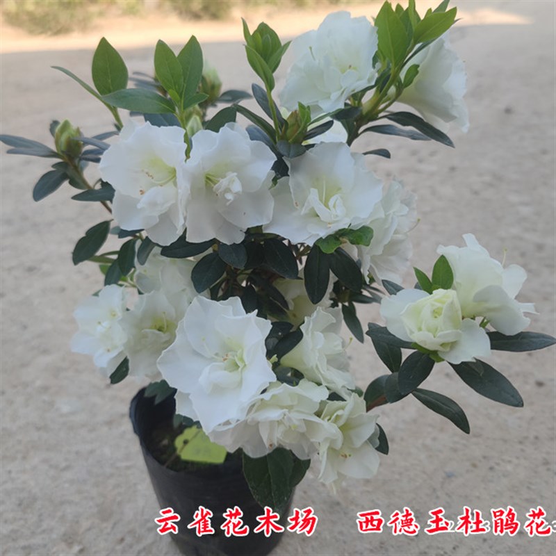 西德玉杜鹃花 白色花朵 稀有珍贵品种盆栽花卉庭院阳台杜鹃花精品
