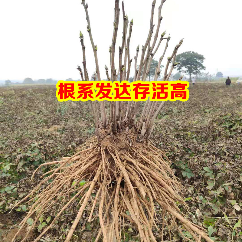 牡丹花苗盆栽大苗正宗洛阳带花苞芍药鲜花重瓣花卉室内牡丹花树苗