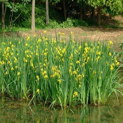 水培水生花卉美人蕉旱伞花叶芦竹再力花梭鱼草水培绿植裸根不带土