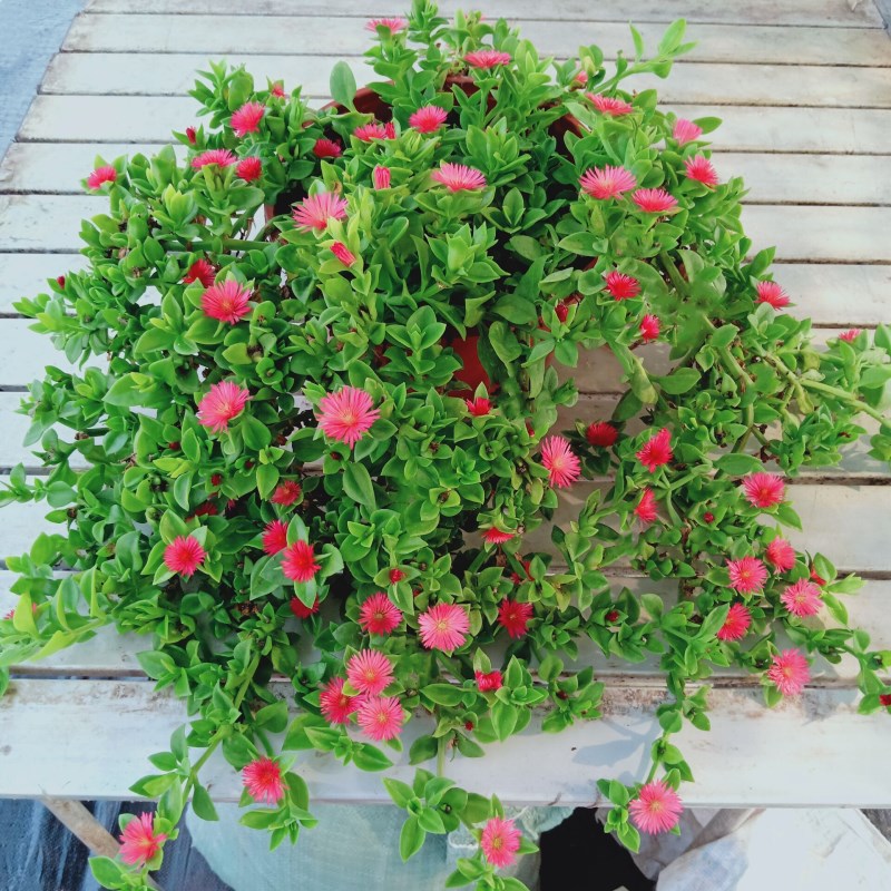 牡丹吊兰花苗带花阳台垂吊植物四季羊角吊兰盆栽开花植物多年生好